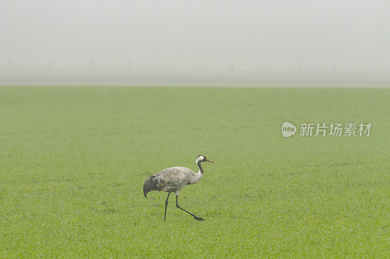 迁徙季节的鹤(Grus Grus)鸟